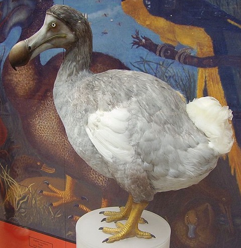 Dront dodo. Fot. Ballista/CC-BY-3.0